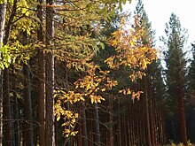 «Бузулукский бор» попал в ТОП-10 самых посещаемых природных парков России