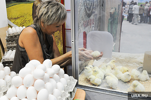 В Челябинскую область разрешили везти яйца из Бразилии и США