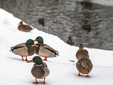 Специалисты привели в порядок Троицкий пруд в Конькове