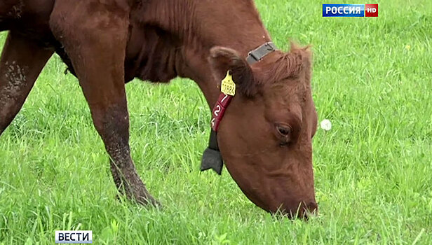 Сибиряк отсудил 400 тысяч за выбитую коровой почку