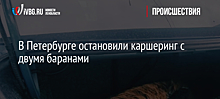 В Петербурге остановили каршеринг с двумя баранами