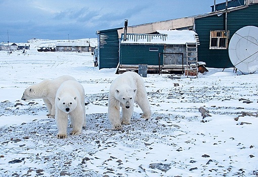 Спасти русскую Арктику
