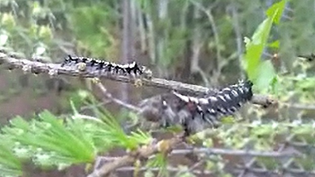 Атака насекомых: опубликовано видео нашествия сибирского шелкопряда на леса в Якутии