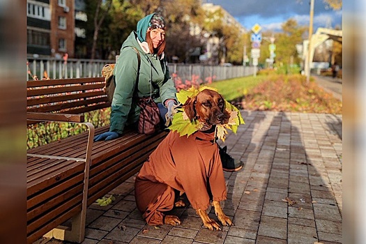 Наряды питомца становятся элементом стиля и благополучия хозяина