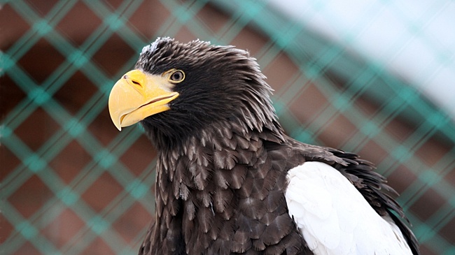 Найденную в мешке на парковке редкую птицу спасают в нижегородском зоопарке