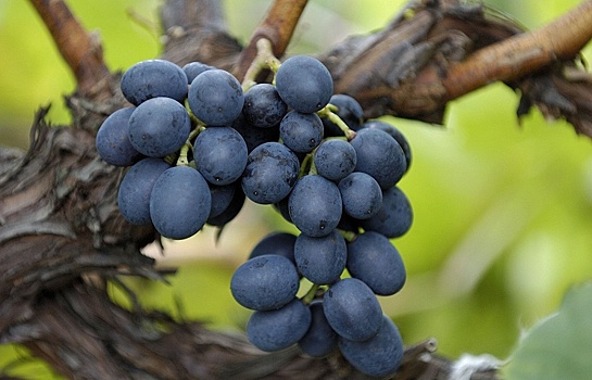 Италия приблизилась к рекорду по сбору винограда