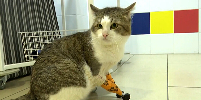 Кошке из Новосибирска поставили бионические протезы