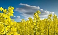 В Центре оценки качества зерна заявили, что осадки не повлияли на урожай в Курской области