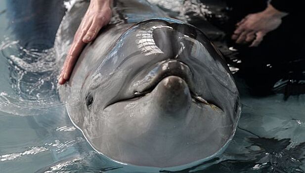 В Крыму заработала скорая помощь для выбросившихся на берег дельфинов