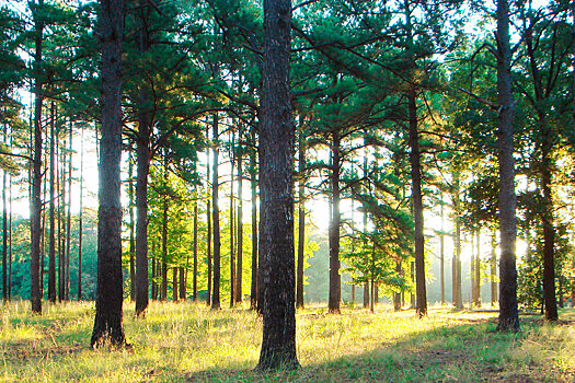 В Ленинградской области развивают ответственное лесопользование