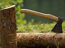 Под Зеленоградском вырубали деревья на особо охраняемой природной территории