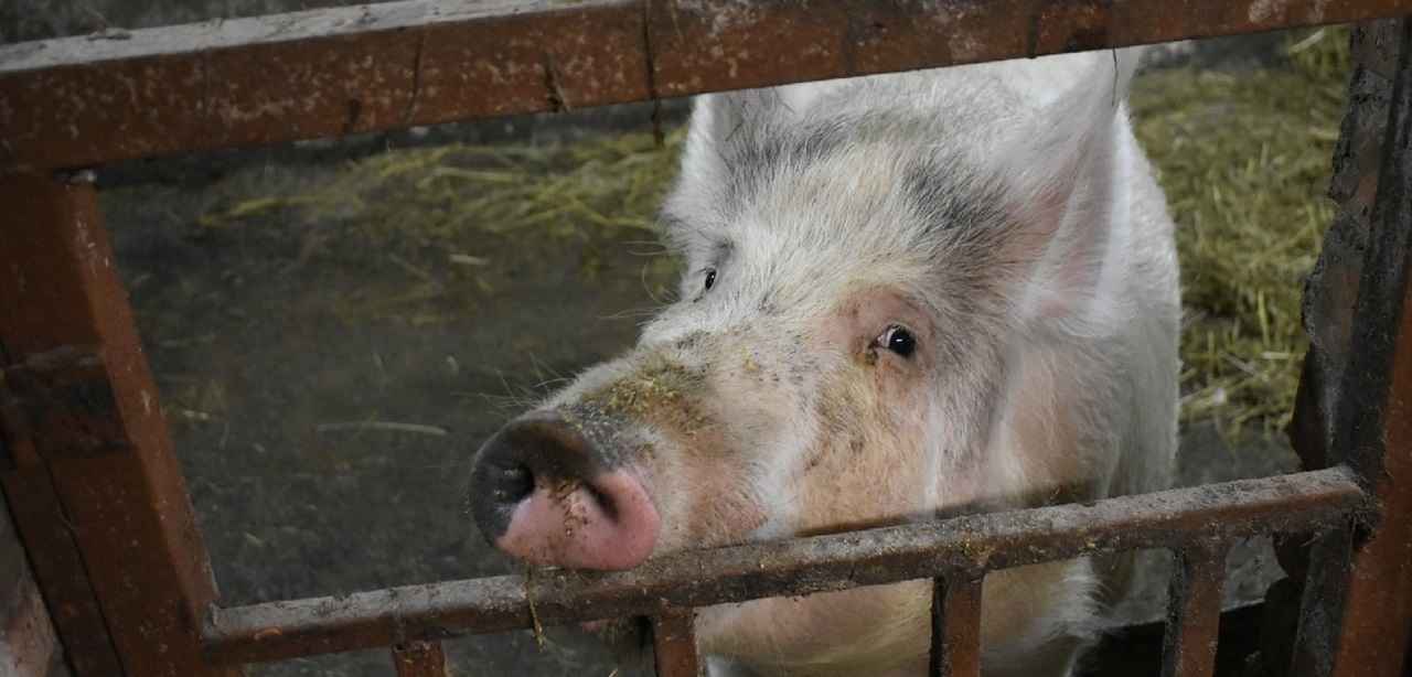 В домохозяйстве города Суровикино Волгоградской области обнаружена вспышка африканской чумы свиней