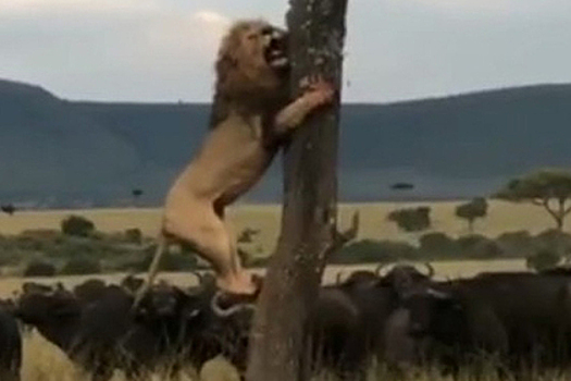 Лев испугался стада разъяренных буйволов и залез на дерево