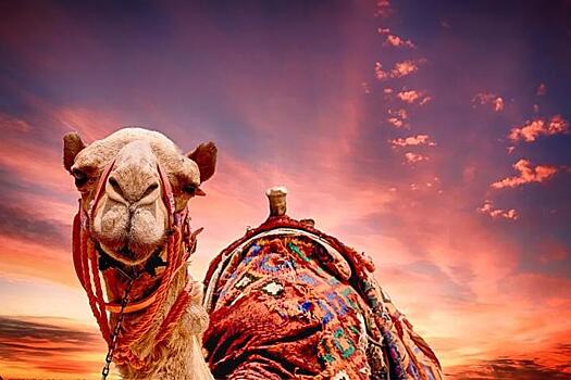 Арабских верблюдов выгнали с конкурса красоты из-за ботокса в губах
