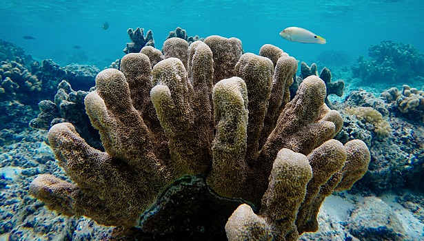 Редчайший австралийский четырехцветный коралл появился в «Приморском океанариуме»