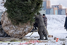 Как в Ленобласти можно бесплатно срубить елку перед Новым годом