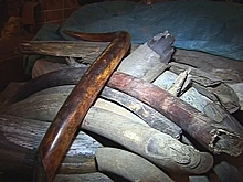 Хабаровские таможенники нашли тонну бивней мамонтов в чемоданах у иностранцев