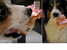 Пёс приноровился таскать банкноты, выдёргивая их из-под монет