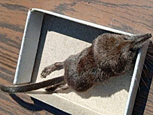 Оголодавшие землеройки вылезли из-под снега и атакуют жителей Новосибирска