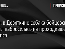 Видео: в Девяткино собака бойцовской породы набросилась на проходившего мимо пса
