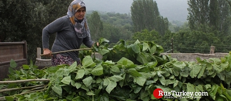 Село Гюнберен в Биледжике станет туристическим объектом