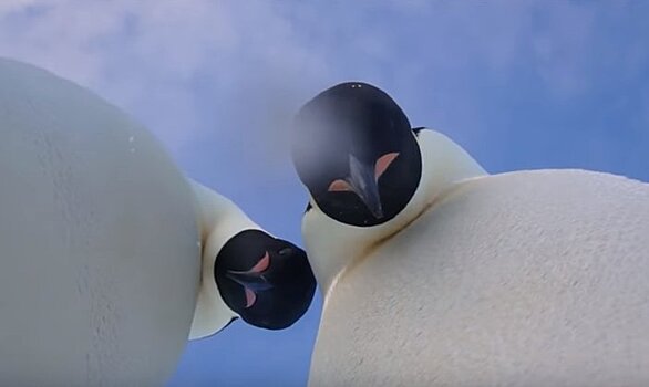 Пингвины сделали селфи и прославились в Сети