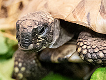 В Сочи выпустили на свободу редкую черепаху