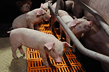 В Иркутской области зарегистрирована вспышка африканской чумы свиней