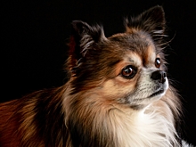 Кинолог объяснил популярность маленьких собак у городских жителей