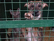 В России могут начать безвозвратно отлавливать всех бездомных животных