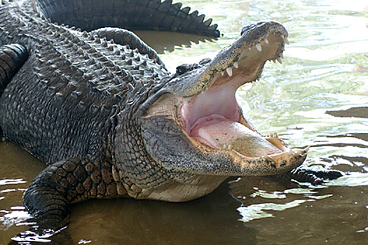 В Мексике турист вытащил друга из пасти крокодила