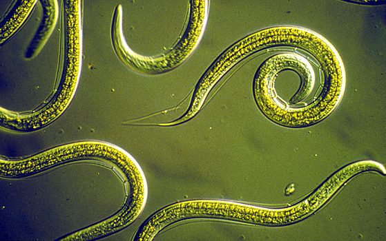 Раскрыт секрет регенерации червей-паразитов
