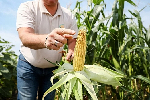 Волгоградские аграрии начали уборку подсолнечника и кукурузы