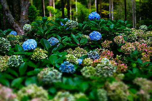 Эксперт объяснил, как сделать из голубой гортензии розовую