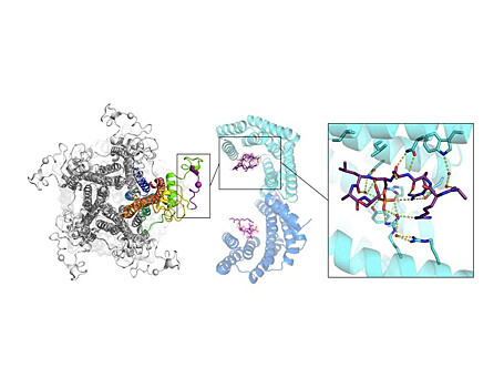 Описана структура комплекса, регулирующего работу одного из ацетилхолиновых рецепторов нервных клеток