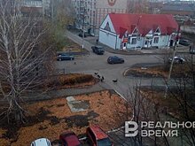 Собаки атакуют: в Татарстане фиксируется в среднем 17 нападений бездомных псов в день