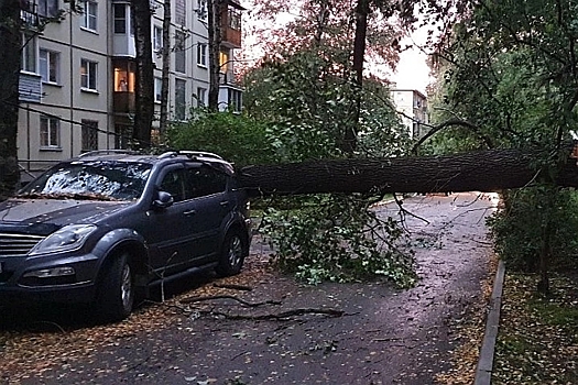 Шторм в Петербурге: повалены сотни деревьев
