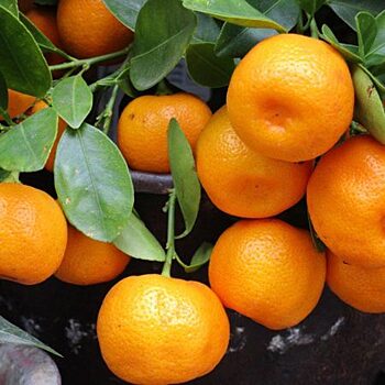 Мандарин – несколько фактов о любимом фрукте