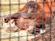 Ветеринары бьют тревогу из-за опасности «накуривания» животных