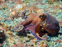 В Приморье показали подводного ниндзя