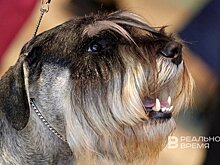 Стоимость содержания собаки в Татарстане может доходить почти до полумиллиона рублей