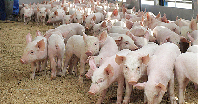 Чума свиней обнаружена на границах Хабаровского края