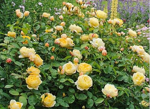 Съедобные розы как способ получить максимум пользы от этих прекрасных цветов