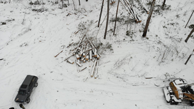В Кемеровской области завершено расследование уголовного дела о незаконной вырубке хвойных деревьев на сумму более 3 млн рублей