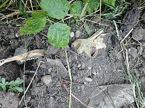 Предприятие «Мясной рай» устроило скотомогильник на Кубани