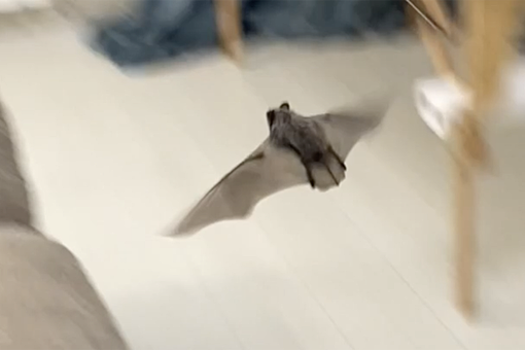 В Подмосковье летучая мышь залетела в квартиру через окно