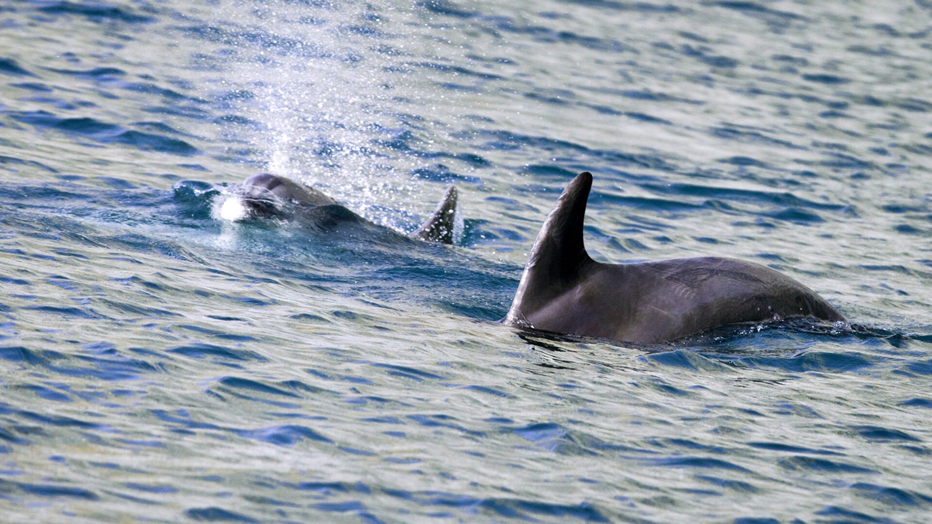 Более 120 дельфинов выбросились на берег в США