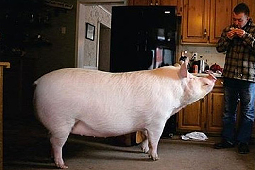 У купившей минипига пары выросла 300-килограммовая свинья