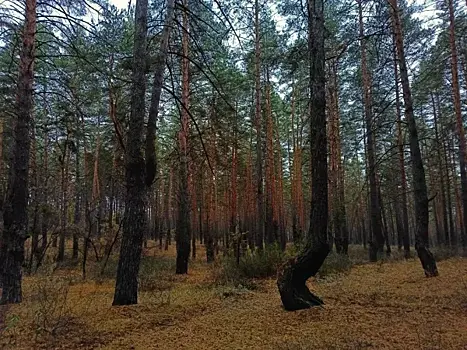 Река унесла старую баню и избу 80-летней отшельницы