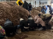 Картофель из Можгинского района увезут бойцам СВО